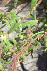 Felicia bergeriana