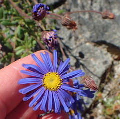 Felicia bergeriana