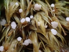 Phaeohelotium carneum