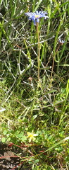 Felicia bergeriana