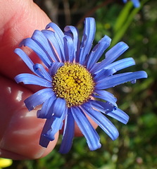 Felicia bergeriana