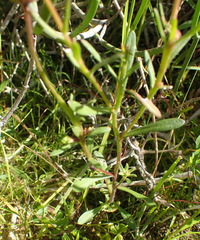 Felicia bergeriana
