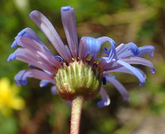 Felicia bergeriana