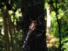 Araneae