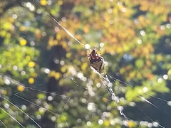 Araneae