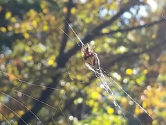 Araneae