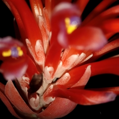 Billbergia pyramidalis