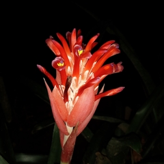 Billbergia pyramidalis