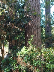 Araneae