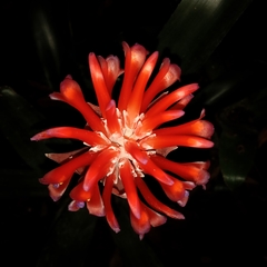 Billbergia pyramidalis