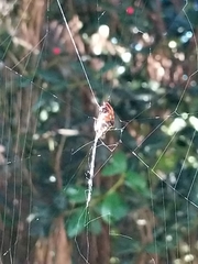 Araneae