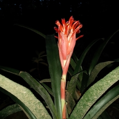 Billbergia pyramidalis
