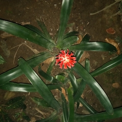 Billbergia pyramidalis