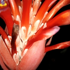 Billbergia pyramidalis