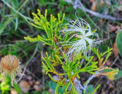 Dianthus kuschakewiczii
