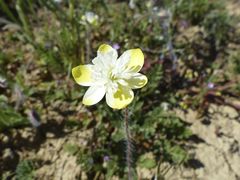 Platystemon californicus
