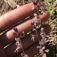 Streptanthus hispidus