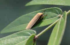 Manulea fuscodorsalis