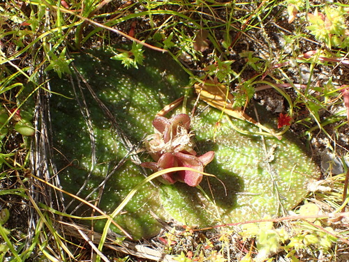 Massonia longipes