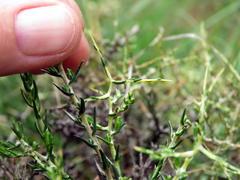 Amphiglossa triflora