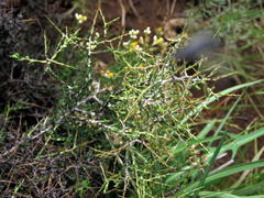 Amphiglossa triflora