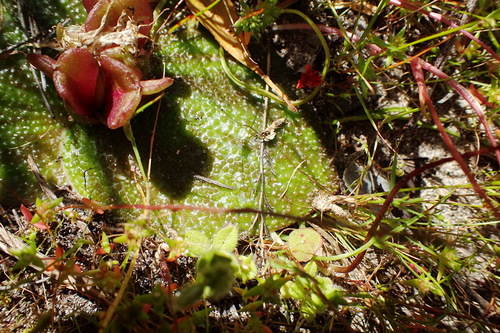 Massonia longipes