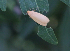 Manulea fuscodorsalis