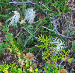Dianthus kuschakewiczii