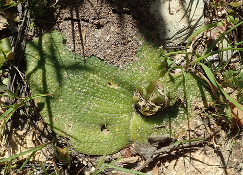 Massonia longipes