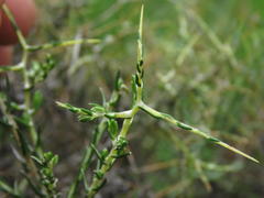 Amphiglossa triflora