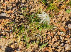 Dianthus kuschakewiczii
