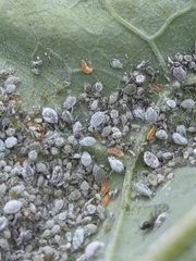 Aphidoletes aphidimyza