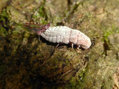 Coelostomidia zealandica