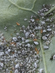 Aphidoletes aphidimyza