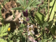 Streptanthus hispidus