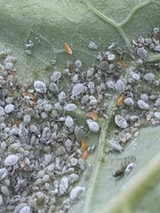 Aphidoletes aphidimyza