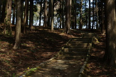 Cryptomeria japonica