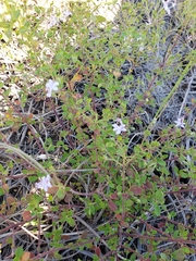 Trichostema nesophilum
