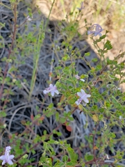 Trichostema nesophilum