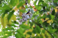 Prionops rufiventris