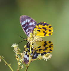 Dysphania glaucescens