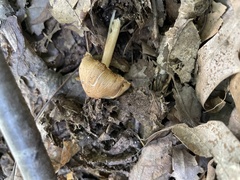 Austroboletus gracilis