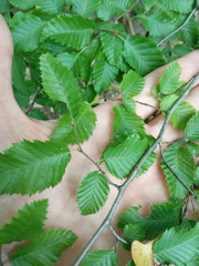 Carpinus