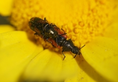 Arthrobrachus nigromaculatus