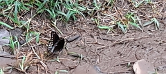 Papilio dravidarum