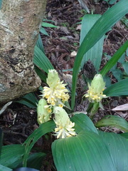 Calanthe formosana