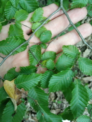 Carpinus
