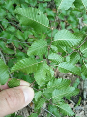 Carpinus