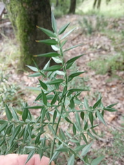 Ruscus aculeatus