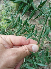 Ruscus aculeatus
